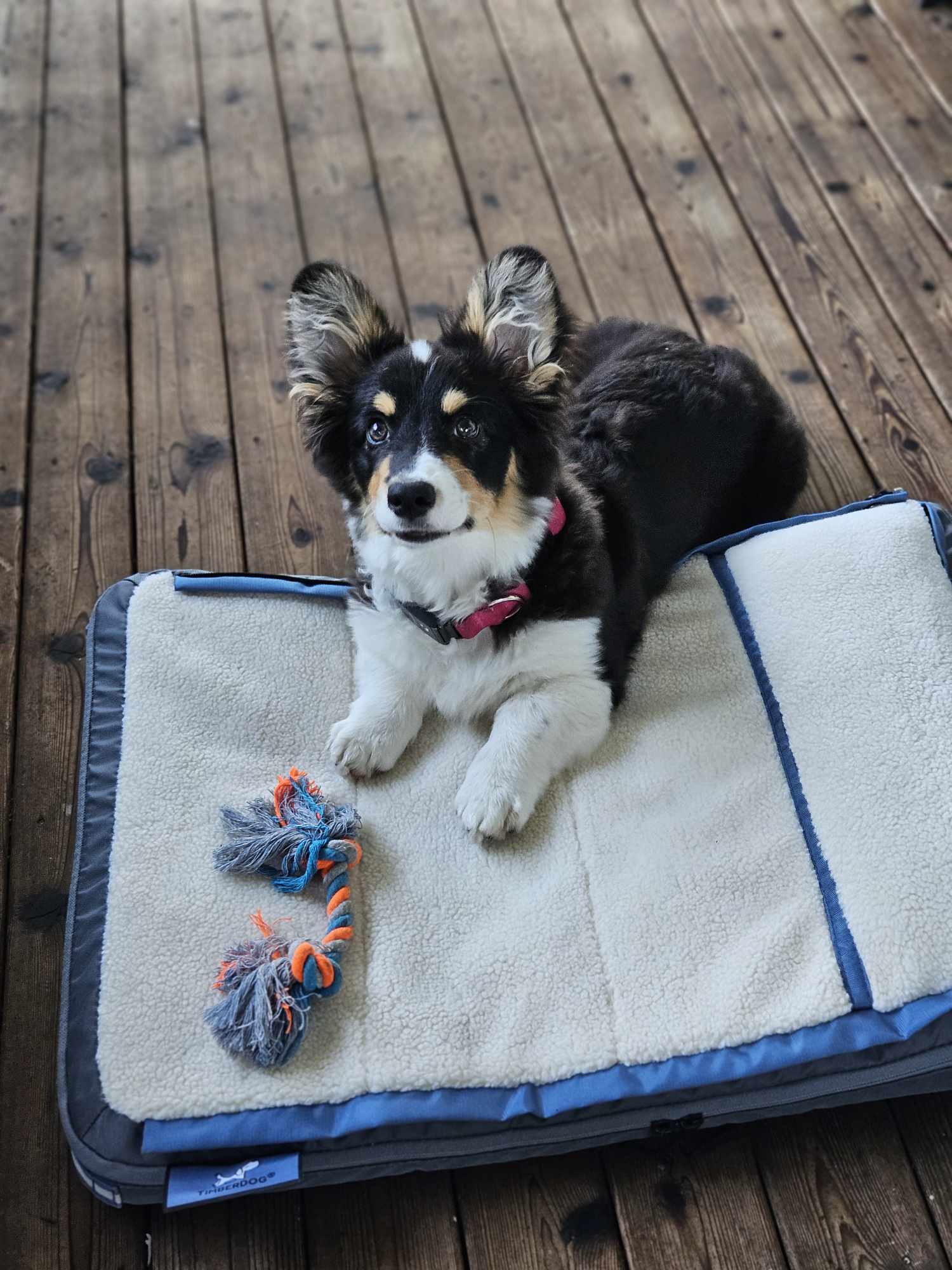 Special corgi creation