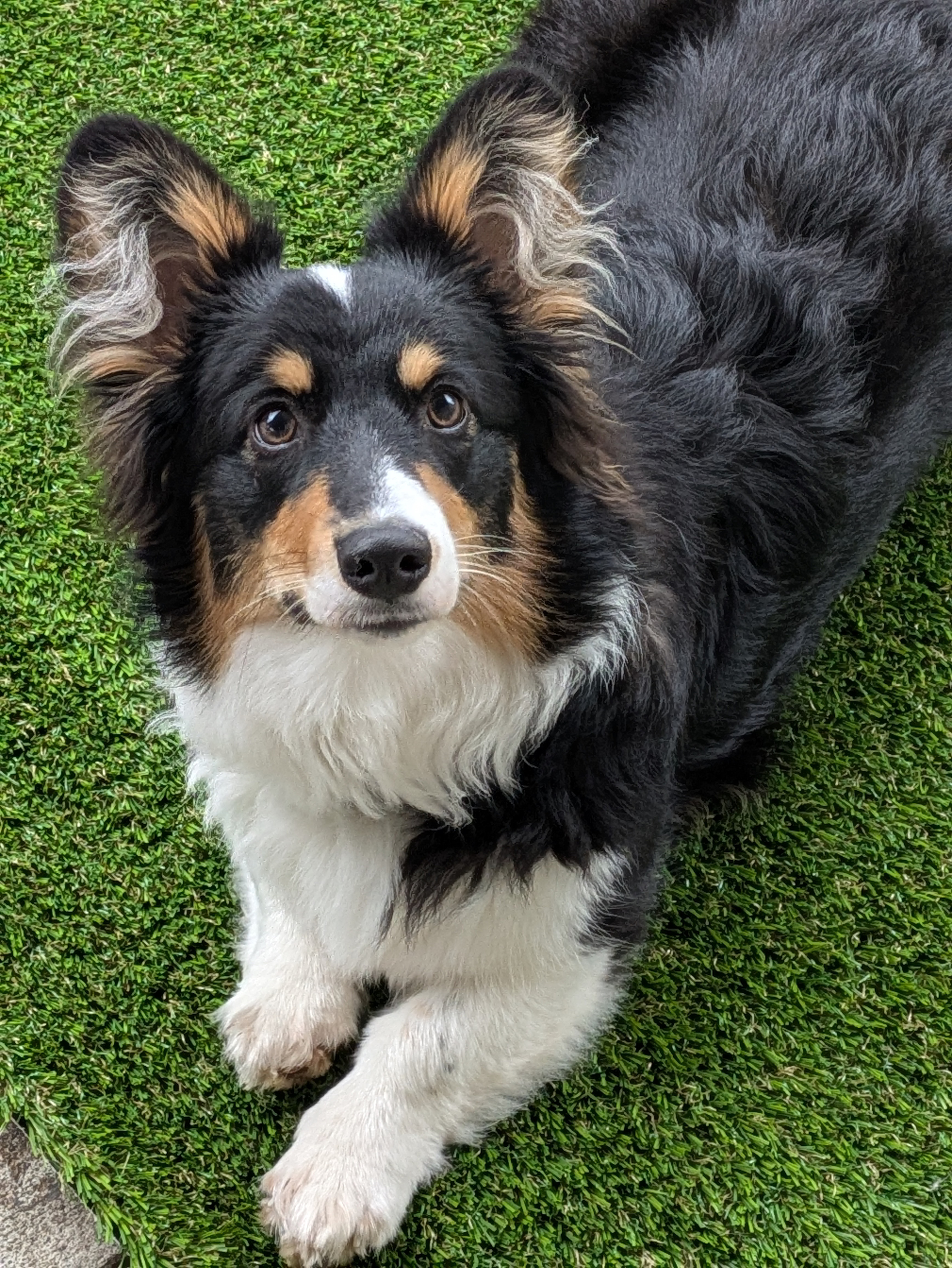 Recent corgi trio photo