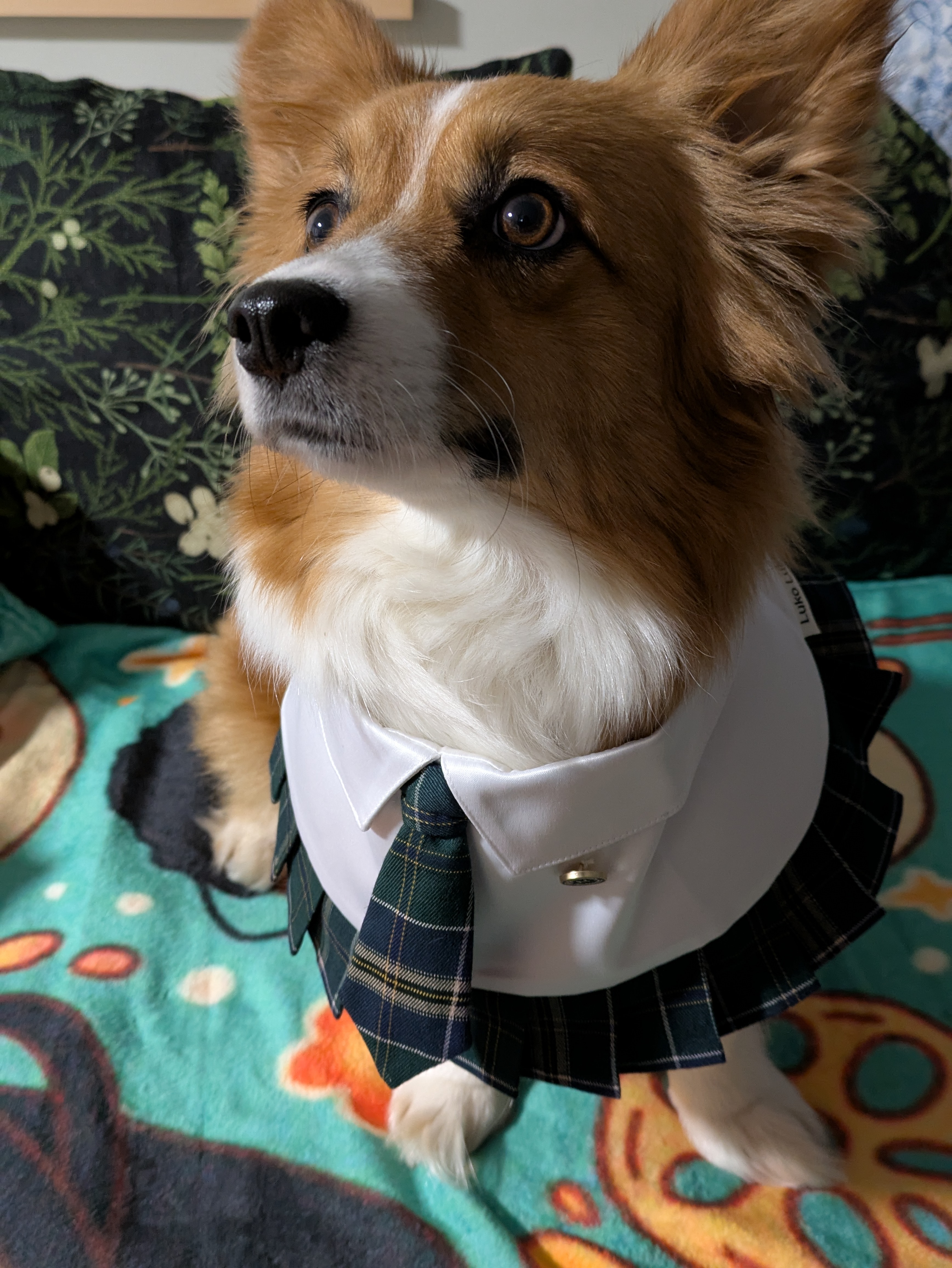 Recent corgi portrait