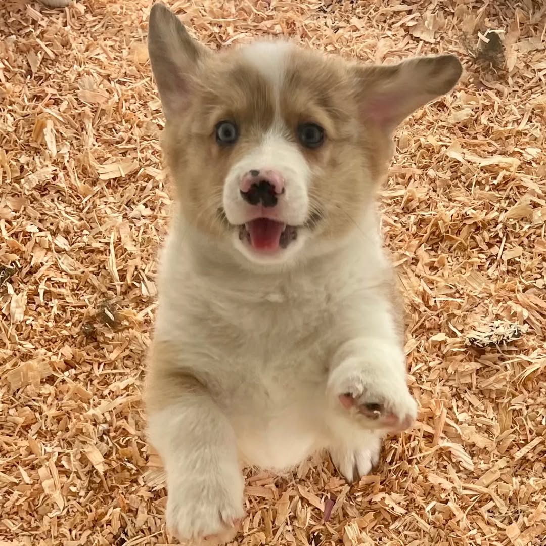 Corgi trio Instagram moment