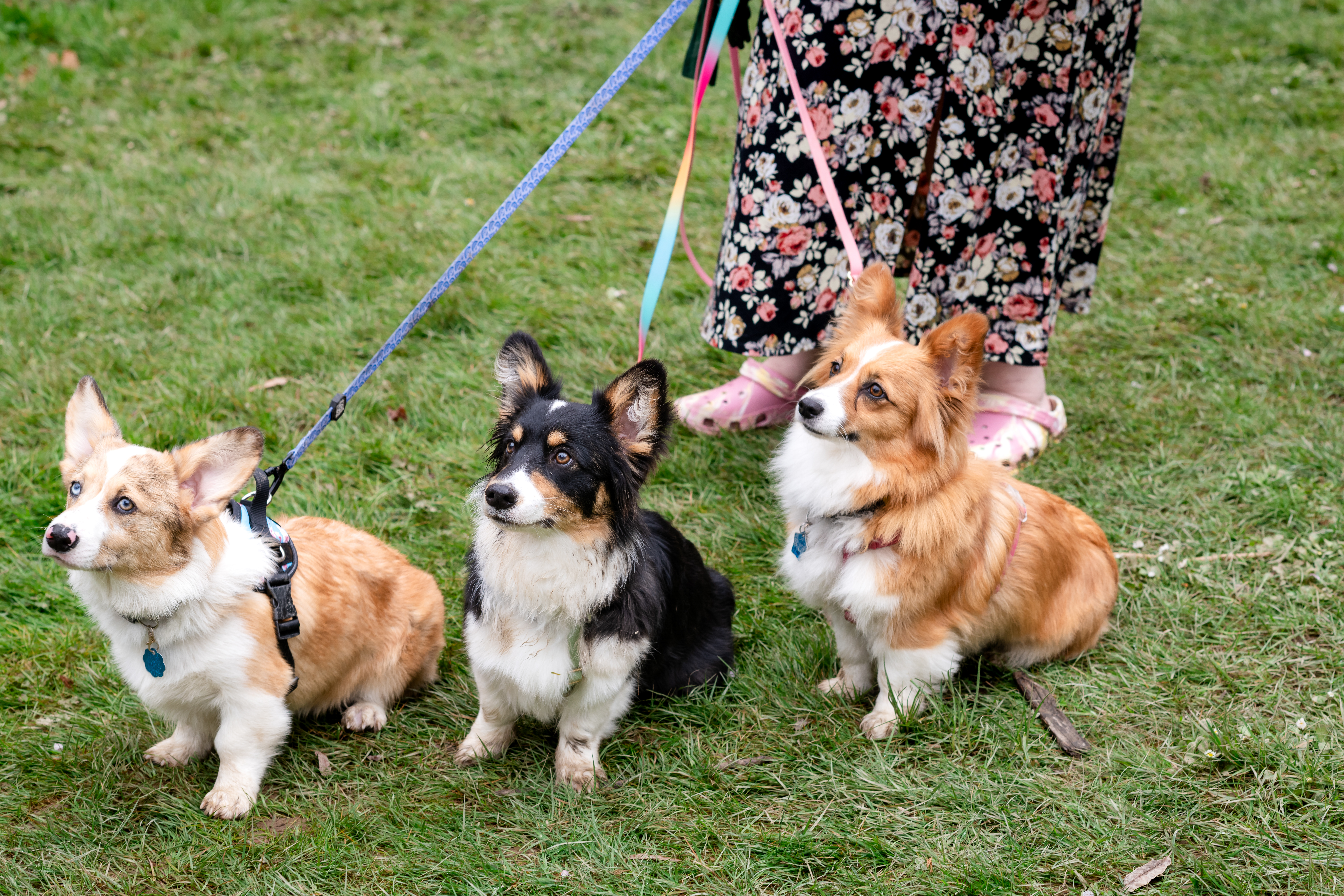 Corgi trio playing together