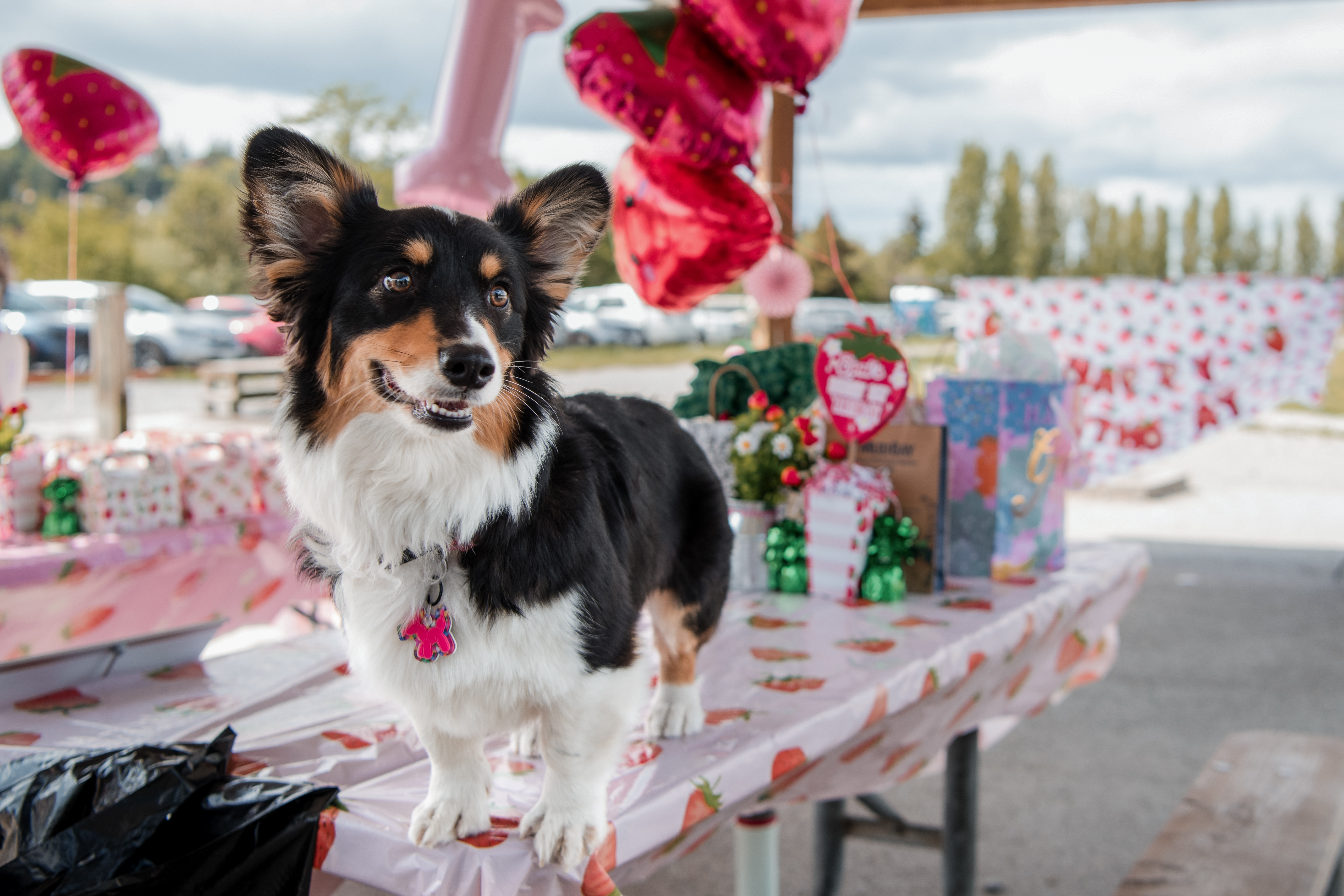 Corgi trio family moment